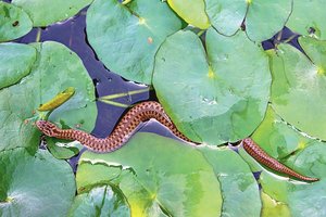 Nuodingos gyvatės užpuolė Rusiją: sukandžiojo dešimtis žmonių
