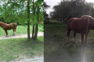 Siekia uždrausti arklių šeimininkams vieną dalyką, valdžia tam pritaria