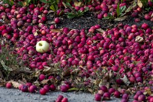 Gamta smogė Europos obuolių augintojams: Lietuva nukentėjo itin skaudžiai