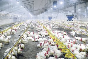 Maisto produktų kainos įkopė į kalno viršūnę ir net nesiruošia leistis žemyn  