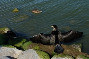Šviesoraščio simpoziumas Nidoje: kas sieja aktyvizmą, antropoceną ir... bebrus