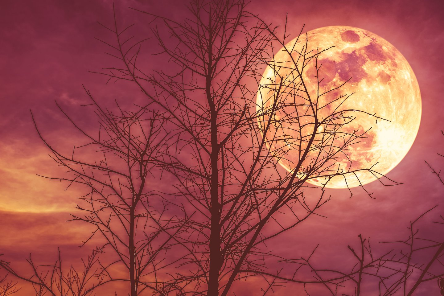  Pirmoji rugsėjo pilnatis yra vadinama „derliaus mėnuliu“, kartais šis Mėnulis įgauna ir rausvą spalvą.<br> 123RF nuotr.