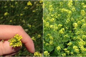 Veiksmingos ir nelepios – štai kodėl būtent šiomis žaliosiomis trąšomis užsėsiu daržą