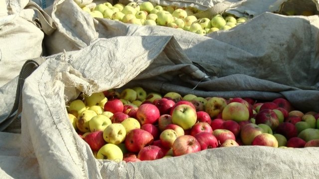 Rudens obuoliavimas nieko gero nežada: už kilogramą kaina šiemet kone dviguba