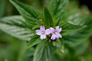Šį rožinį augalą turėtų įsidėmėti visi vyrai: žaibiškai sutvarko prostatos negalavimus