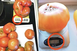 Lietuvoje sunoko įspūdingo dydžio ir svorio pomidorai