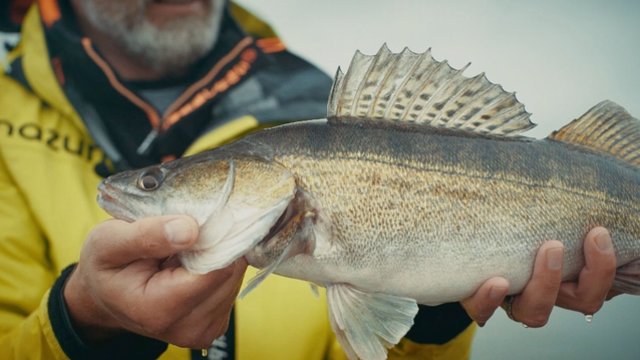 Rudeninės starkių žvejybos ypatumai: kaip pasiruošti, kad pagautumėte didelį laimikį