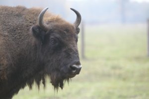 Lietuvos žemdirbius erzinantys stumbrai pasėlių nebeniokos: išveš į Dzūkiją