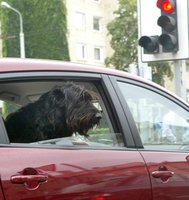 Automobilyje su augintiniu: lietuviai dar neįprato saugiai vežti gyvūnų 