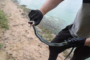 Negyvu apsimetusio žalčio poelgis pralinksmino Kauno raj. gamtininkus: praminė Dikaprijumi