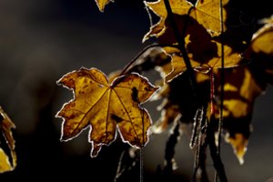 Į Lietuvą ateina pirmosios šalnos: kaip paruošti daržą ir sodą