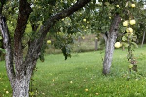 Rudenį nuvalykite vaismedžių kamienus: pavasarį būsite ramūs