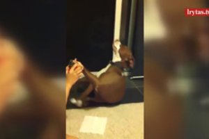 Šuo iškėlė tikrą dramą – įrašą pažiūrėjo 10 milijonų