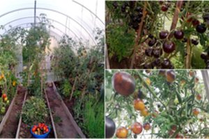 Vieviškės šiltnamis tiesiog pučiasi nuo pomidorų – ji griežtai laikosi tik vienos taisyklės