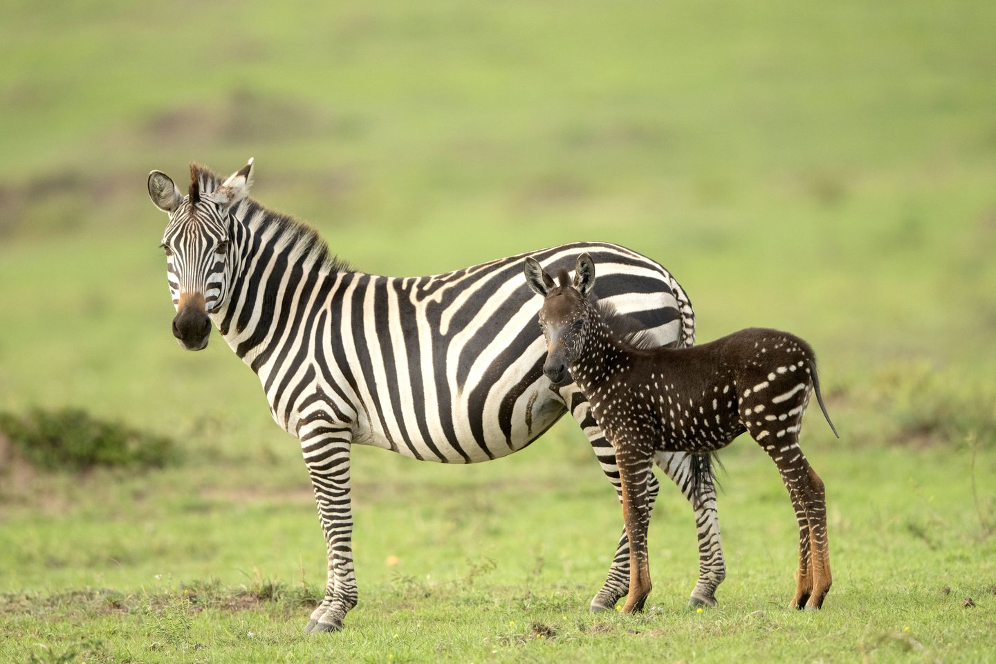  Zebro jauniklis buvo pavadintas Tira – pagal reindžerį Antony‘į Tirą, kuris pirmasis pamatė zebriuką.<br> Scanpix/Caters nuotr.