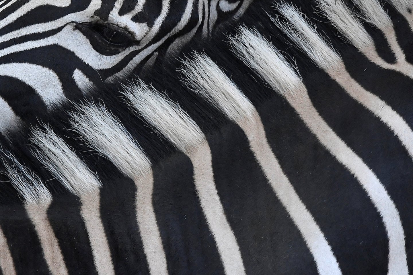  Zebrų dryžiai yra ypatingi kaip pirštų atspaudai. Pseudomelanizmas lemia tam tikras spalvų mutacijas, kurios pasireiškia itin retai.<br> Scanpix/Reuters/AFP nuotr.