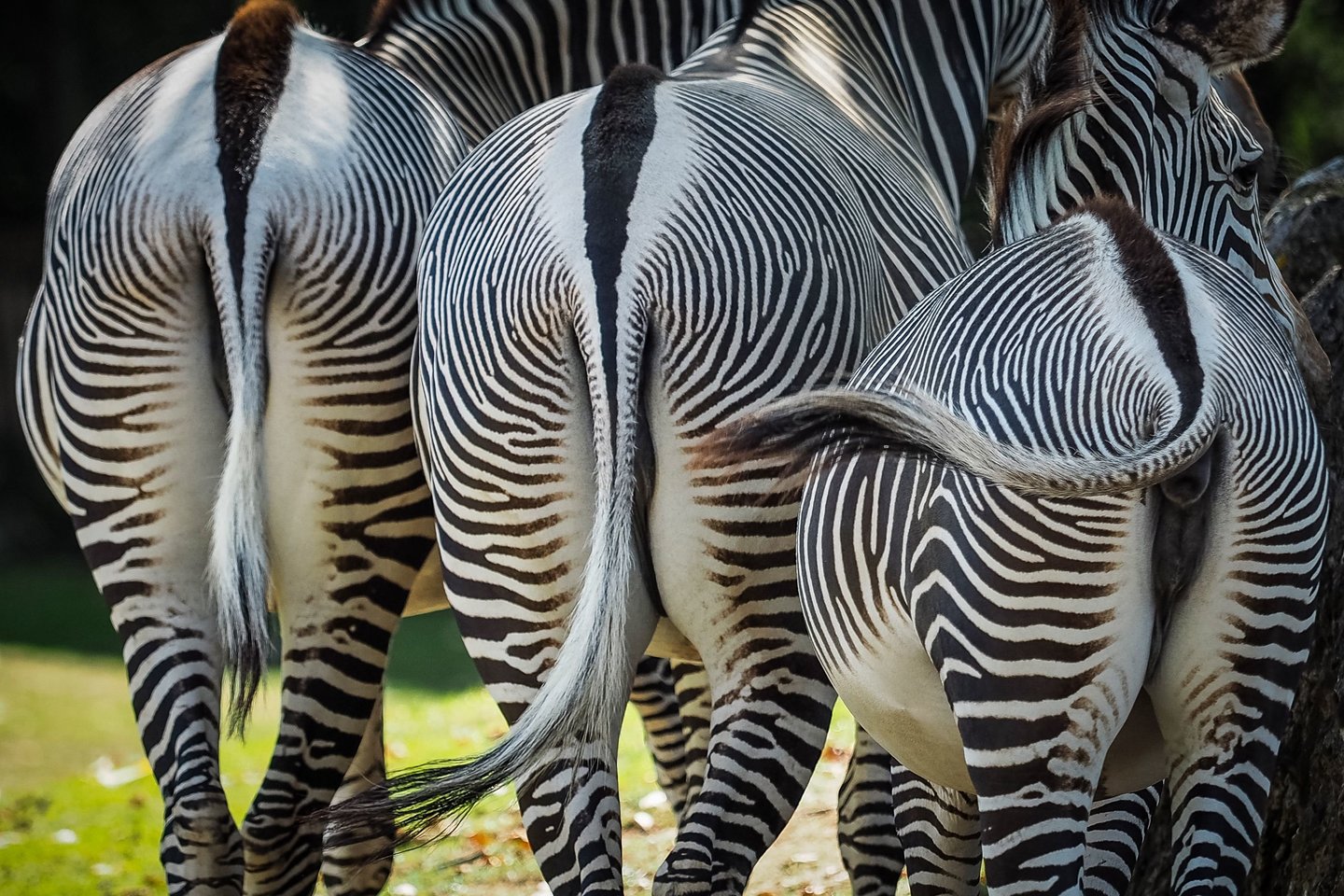  Zebrų dryžiai yra ypatingi kaip pirštų atspaudai. Pseudomelanizmas lemia tam tikras spalvų mutacijas, kurios pasireiškia itin retai.<br> Scanpix/Reuters/AFP nuotr.