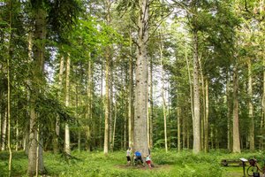 Žvelgė 200 metų į ateitį, todėl čia auga ąžuolai