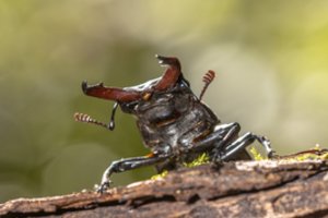 Kaip kvėpuoja vabzdžiai?