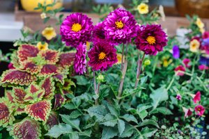 Rudenį žydinčios gėlės: ką auginti, kad žiedai džiugintų iki vėlyvo rudens