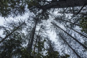 Atmintinė mėgstantiems grybauti ir uogauti: ką daryti pasiklydus miške?