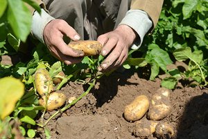 Ūkininkai garantuoja: bulvių šiemet nepritrūks