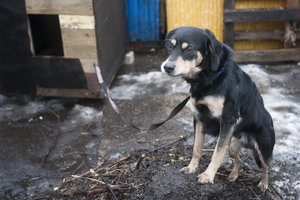 Už žiaurų elgesį su augintiniais lietuviai moka per mažą kainą