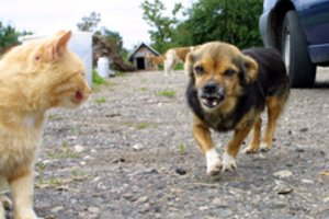 Lietuva prisidės prie Baltarusijos kovos su laukinių gyvūnų pasiutlige