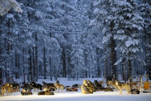 Suomijos prokuratūrai perduota byla dėl neteisėto vilkšunių veisimo