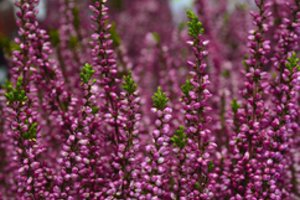 Kad viržiai džiugintų ištisą rudenį: praktiniai patarimai