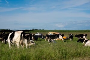 Didinama parama už pienines karves