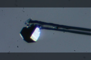 Deimanto viduje aptiko tai, ko dar niekas nebuvo matęs