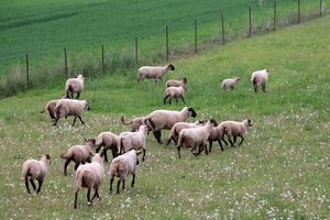 Kuriama tvarka, kaip iš gyvulininkyste užsiimančių ūkininkų išpirkti perteklinę žemę