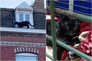 ​Vagys iš zoologijos sodo nukniaukė panterą