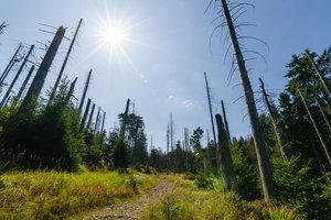 Miškų atsodinimui Vokietijos valdžia skyrė beveik milijardą eurų
