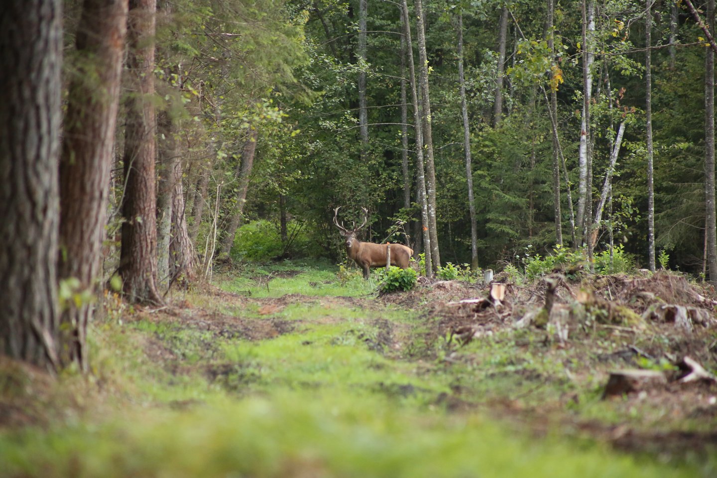  Rugsėjį miškai gaudžia nuo elnių baubimo. <br> Š. Meškio nuotr.