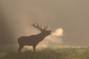 Paslaptingame elnių miške Lietuvoje – didingas reginys, kurį išvysite tik kartą metuose