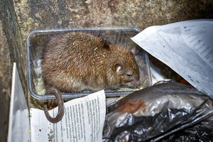 Gelbėkitės: atvėsus orams į namus plūsta ligas platinantys gyviai