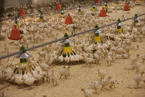 „Arvi kalakutai“ nepajėgia įvykdyti įsipareigojimų prekybos tinklams – sustabdė produkcijos tiekimą