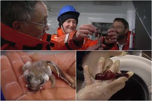 Antarktidoje – netikėtas radinys: „Nedrįsčiau net spėti, kas tai per rūšis“