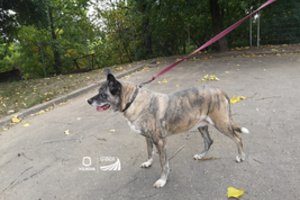 Du šunys sostinėje buvo laikomi tragiškomis sąlygomis: savininkų reakcija pribloškė