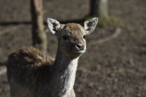 Perspėja vairuotojus dėl  laukinių gyvūnų: po ratais jie papuola ir miestuose