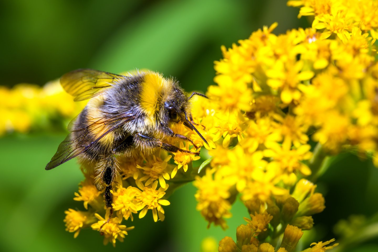  Kamanės, kaip ir visos bitės, žmonių soduose yra laukiamas svečias.<br> 123RF nuotr.
