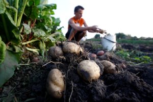 Kaip sovietmečiu: baltarusiai studentus veža priverstinių darbų į kolūkius