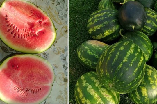 Lietuviškas arbūzų derlius: didžiausias svėrė kone 8 kilogramus