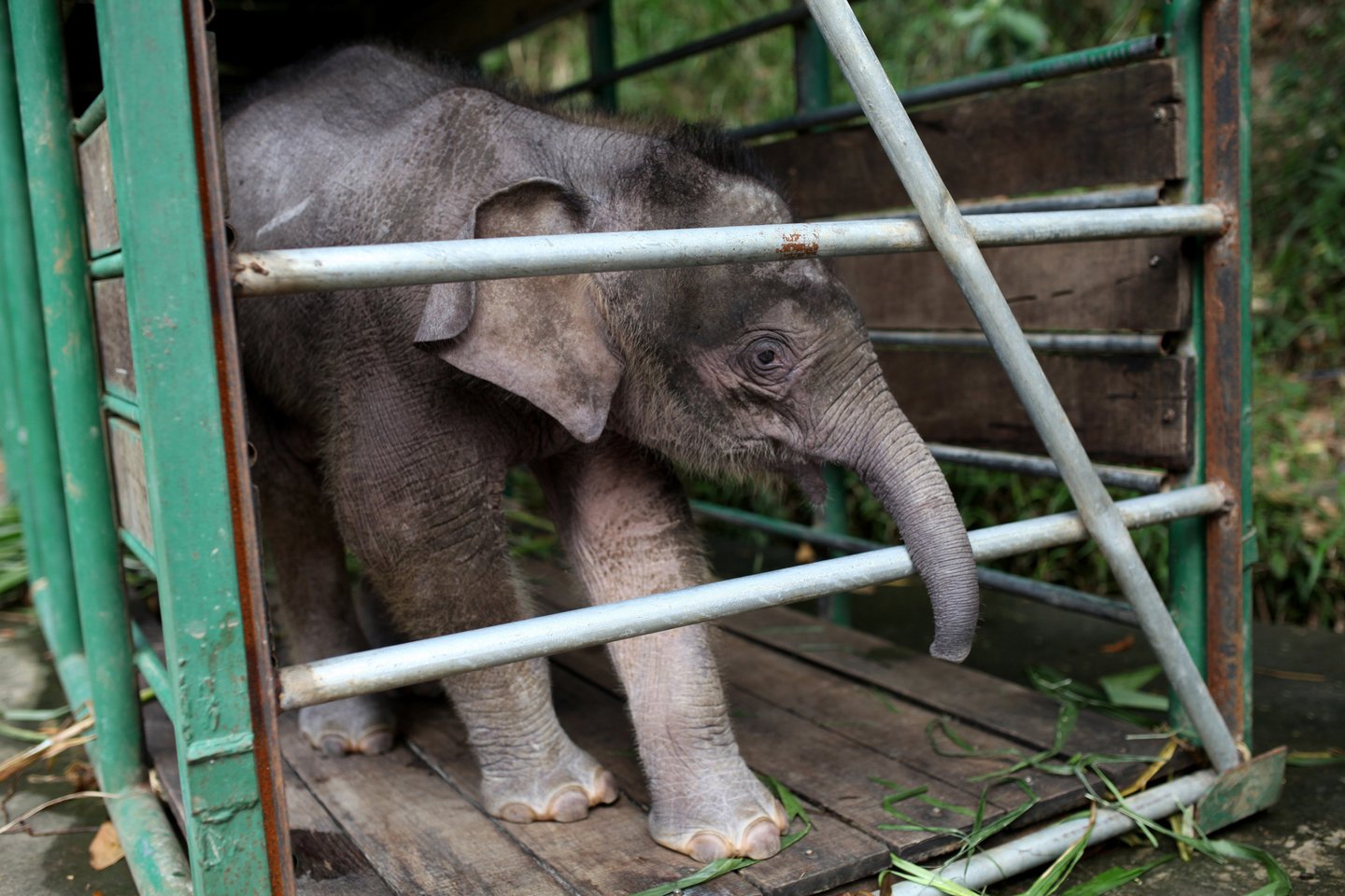  Laisvėje gyvena tik 1,5 tūkst. Borneo nykštukinių dramblių, užaugančių iki trijų metrų ūgio.<br> Scanpix/Reuters/AFP nuotr.