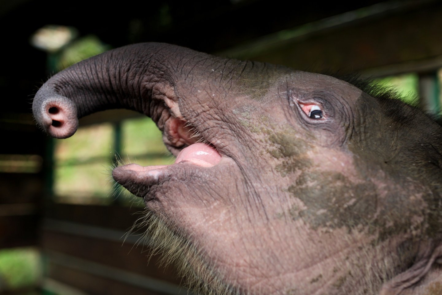  Laisvėje gyvena tik 1,5 tūkst. Borneo nykštukinių dramblių, užaugančių iki trijų metrų ūgio.<br> Scanpix/Reuters/AFP nuotr.
