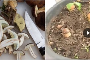 Išradingiausi grybautojai baravykų užsiaugina ir namuose ant palangės