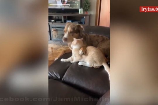 Šuns ir katės pasilaižymas baigėsi kuriozu, kurį pamatė milijonai