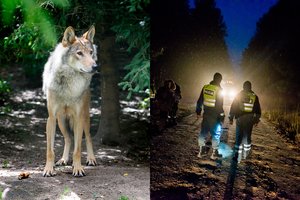 Per plauką nuo tragedijos: iš miško išlindę vilkai – išbandymas jaunai vairuotojai